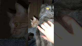 Утро сильной и независимой. Мой ГАРЕМ😆 С днем котиков😺#shorts #video #коты