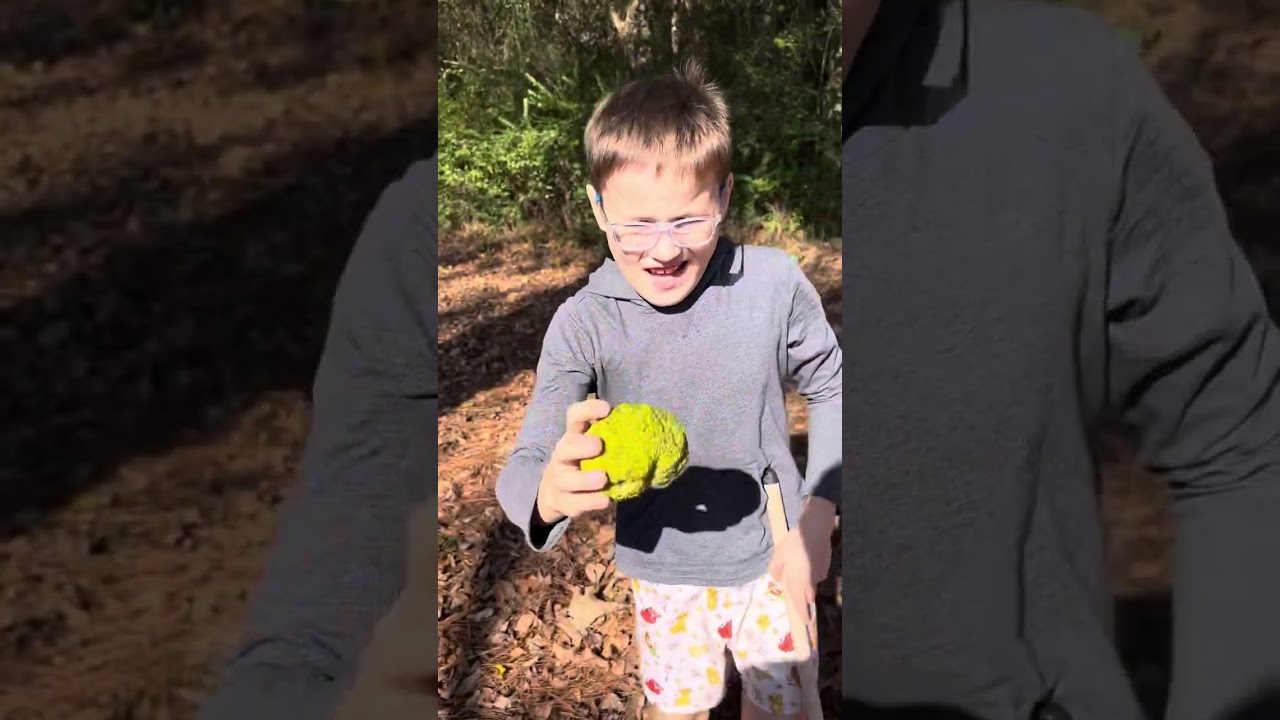 Finding and harvesting wild onions and hedge apples 🍏