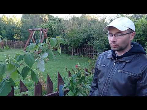 Wideo: Cechy uprawy malin