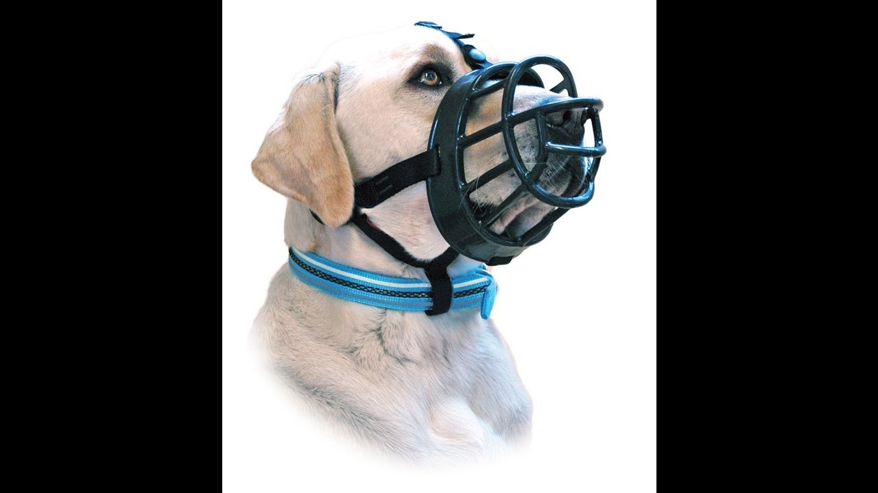 Review Baskerville Ultra Muzzle for Dogs Black YouTube
