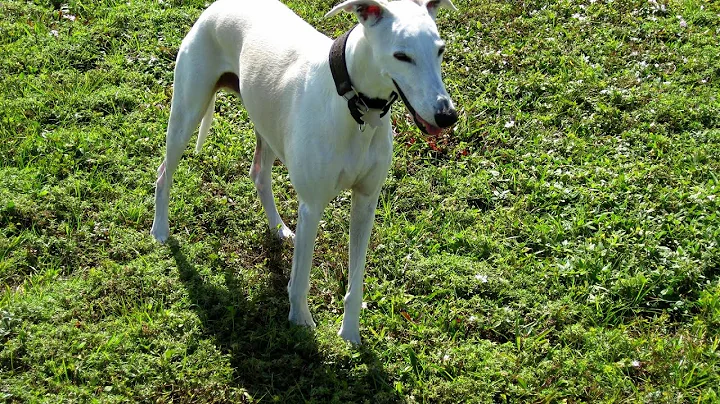 Getting to Know Whippets: How They Interact With Children
