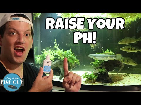 How to Raise pH in Aquarium!