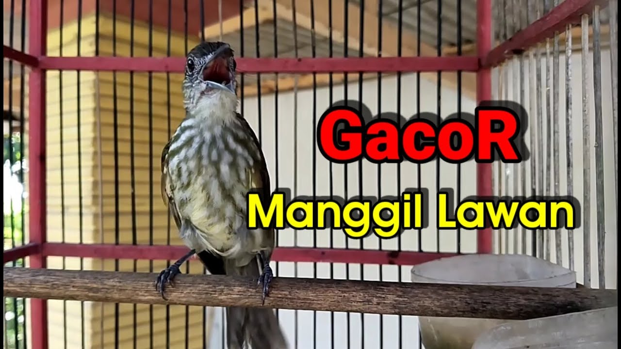 Pancingan Bayeman Gacor Manggil Lawan