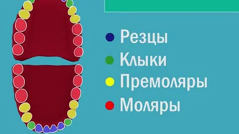 Виды зубов человека. Зубы человека. Зубы ребенка.