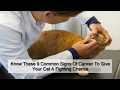 Know These 9 Common Signs Of Cancer To Give Your Cat A Fighting Chance