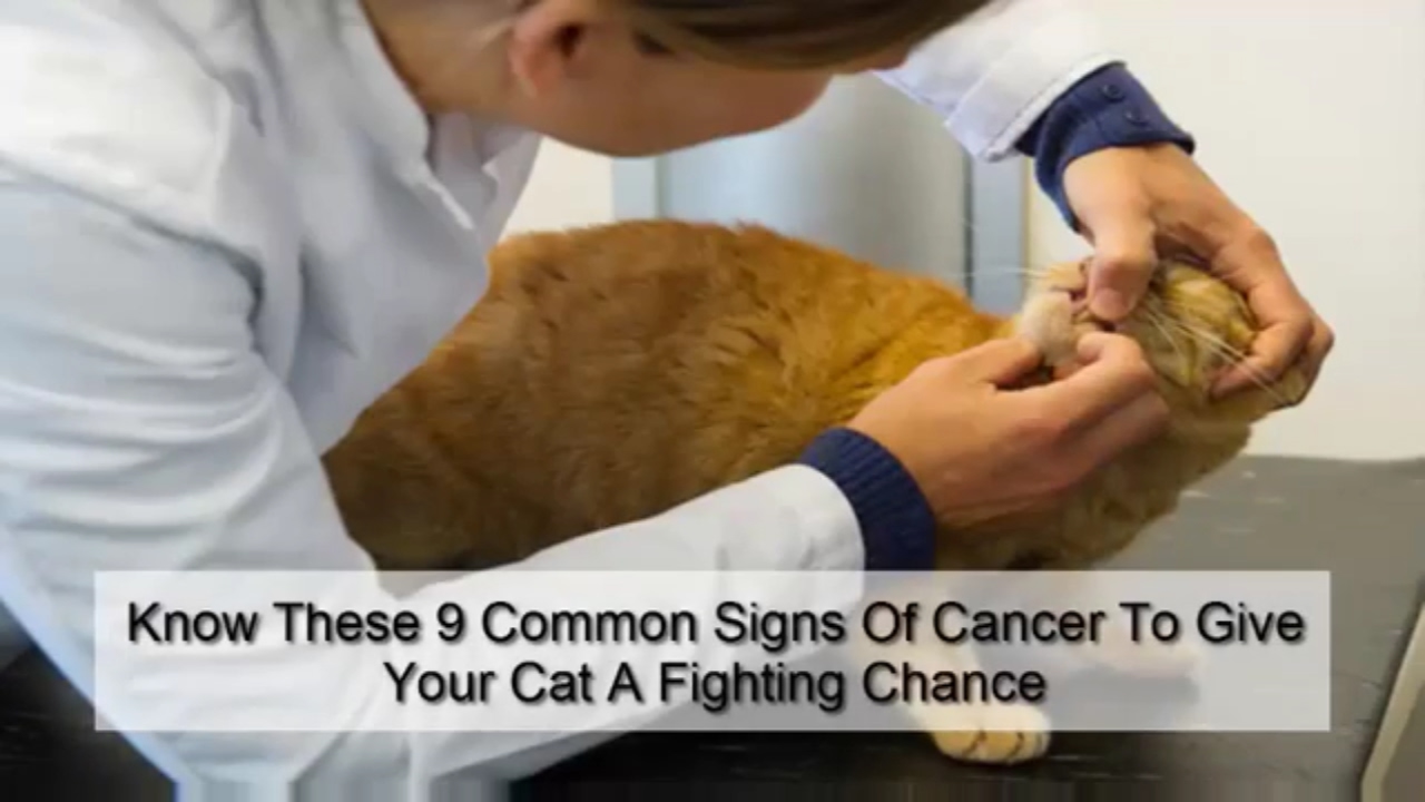 know-these-9-common-signs-of-cancer-to-give-your-cat-a-fighting-chance