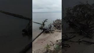 Wild Nature #shorts #asmr #nature #wildlife #sea #travel