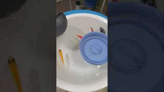 unboxing ikan hias bag2260 #fyp #shorts