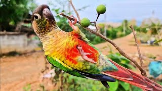 hello everyone Today I'm here to show you how to climb a tree :  green cheek conure parrot sounds.