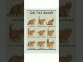 Different Meanings Of Cat S Tail Cats Facts Shorts