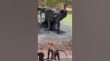 CARA CERDIK GAJAH MENGUSIR INTAIAN HARIMAU #animals #shorts