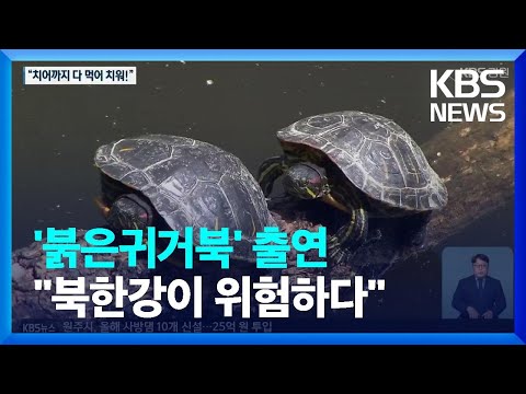 ‘붉은귀거북’ 도심 하천 집단서식 확인…<strong>북한강</strong> 생태계 위협 / KBS  2022.05.15.