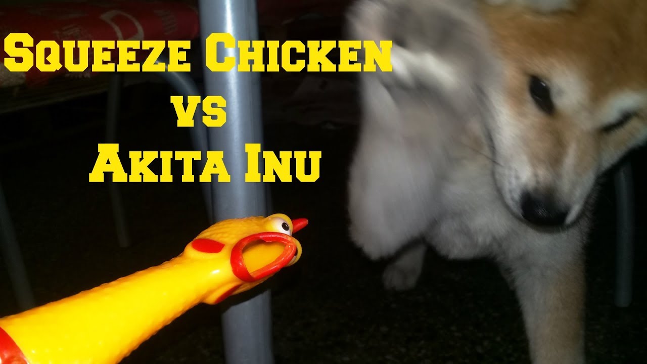 Squeeze Chicken  vs  Dog - (秋田 犬 ) 🐶