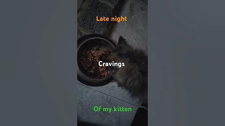 Video 8483361: persian cat food kitten, persian cat kitten love, persian cat kitten playing, persian cat baby kitten, persian cat kitten cute, persian cat kittens funny, persian cat eating food, persian cat jumping