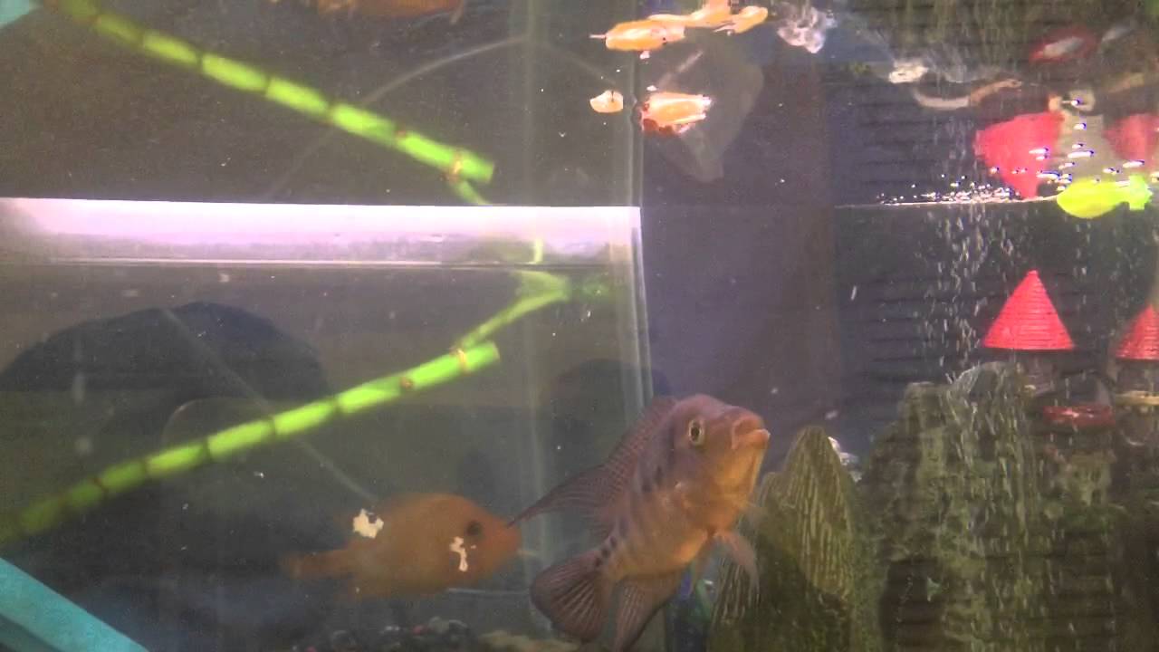 Arowana feeding with dried shrimp and food stick YouTube
