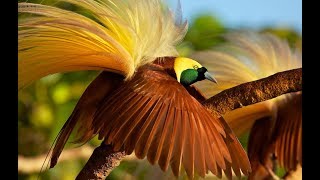 Top 12 Beautiful and Rare Birds