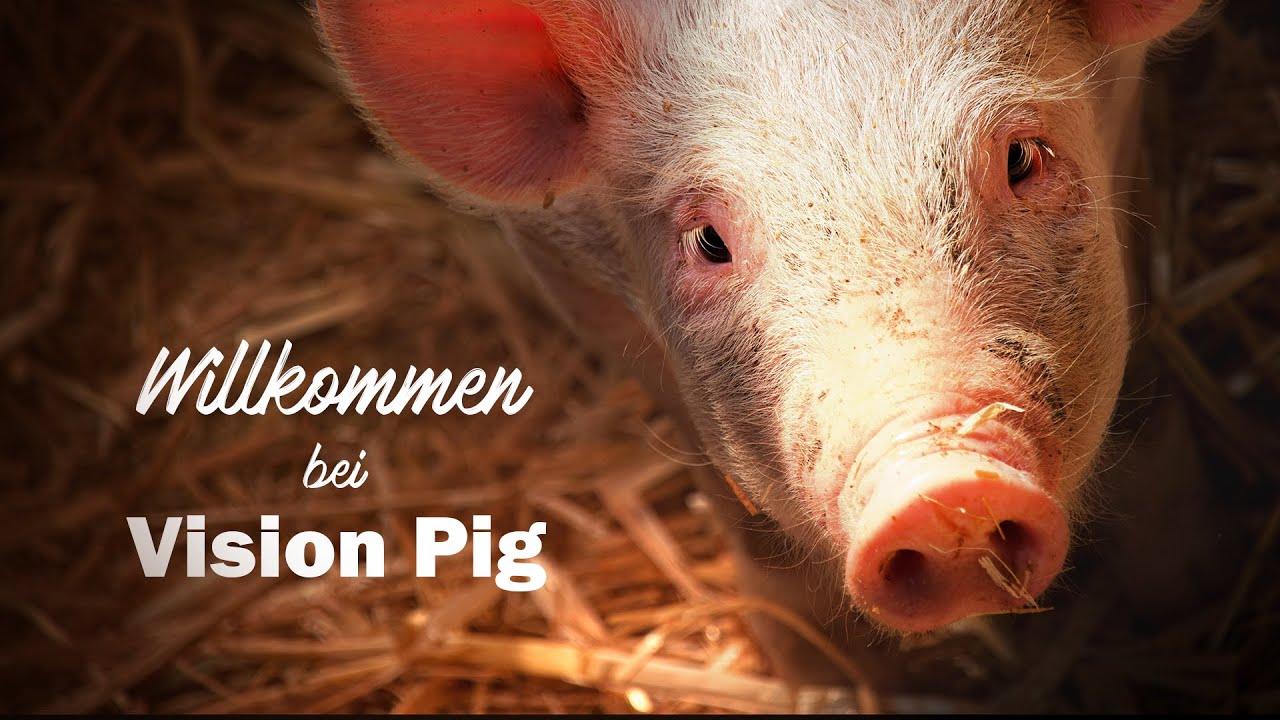 VISION PIG - Alles über's Projekt zur tiergerechten Schweinehaltung