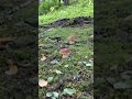 Beautiful porcini mushrooms #porcini #wildmushrooms #nature #boletus #youtubeshorts #shorts