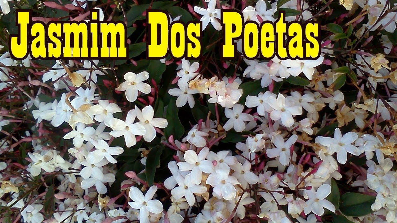 Mondini Plantas: Como Cultivar Jasmim dos Poetas - thptnganamst.edu.vn