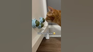 Kurt Loves Catnip Balls
