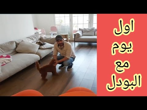 تدريب البودل على الحمام والطاعه