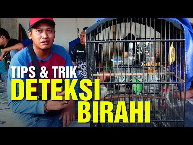 BELAJAR CUCAK IJO #1: Cara Mendeteksi Birahi Dan Cara Mengatasinya class=