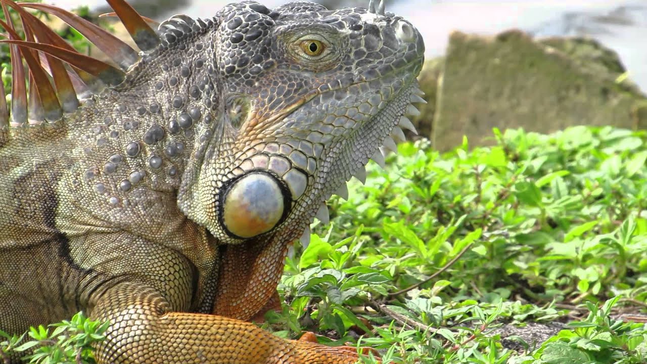 DUCKY LUCKY GOOSEY LOOSEY ... AND FRIENDS :-)