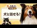 犬と本当に会話できるの？【もふもふラジオ#1】 #犬 #ペット