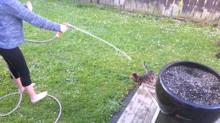 Cheetoh Cat Chasing The Hose