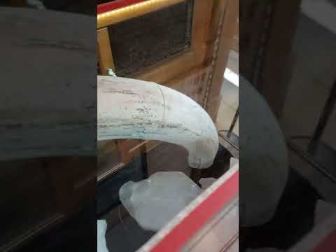 Mastodon tusk!