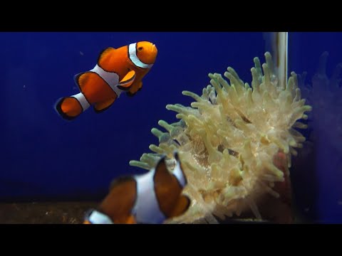 Vídeo: Criança De Puces D 'aigua Com A Aliment Viu Per Als Vostres Peixos Aquarium Cladocera