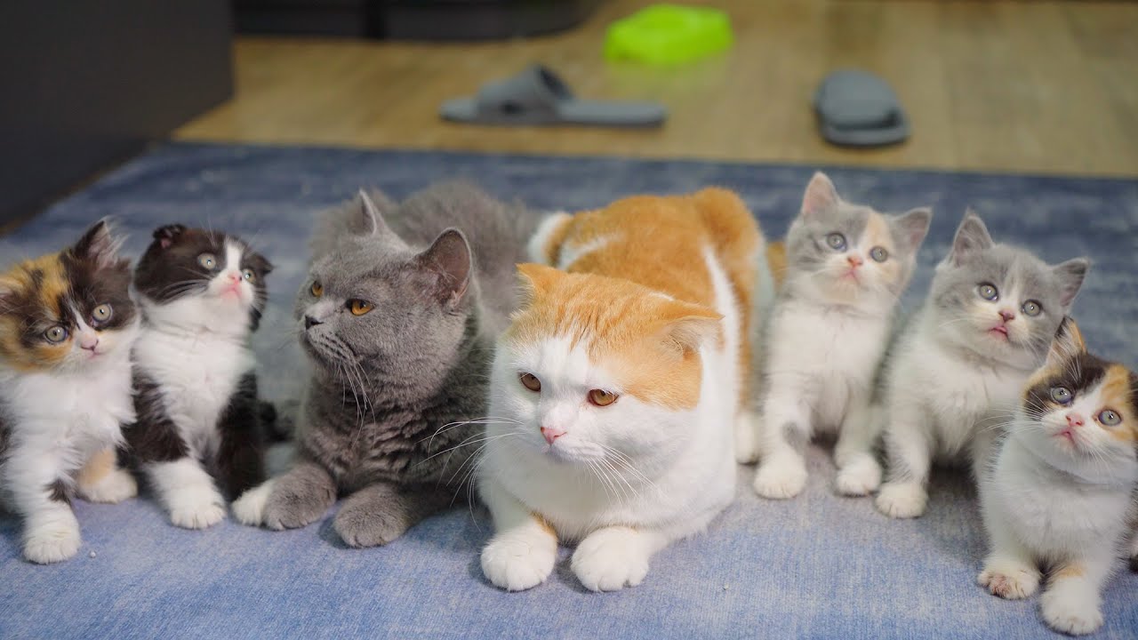 From First Meeting to Five Kittens : Our Cats' Beautiful One Year