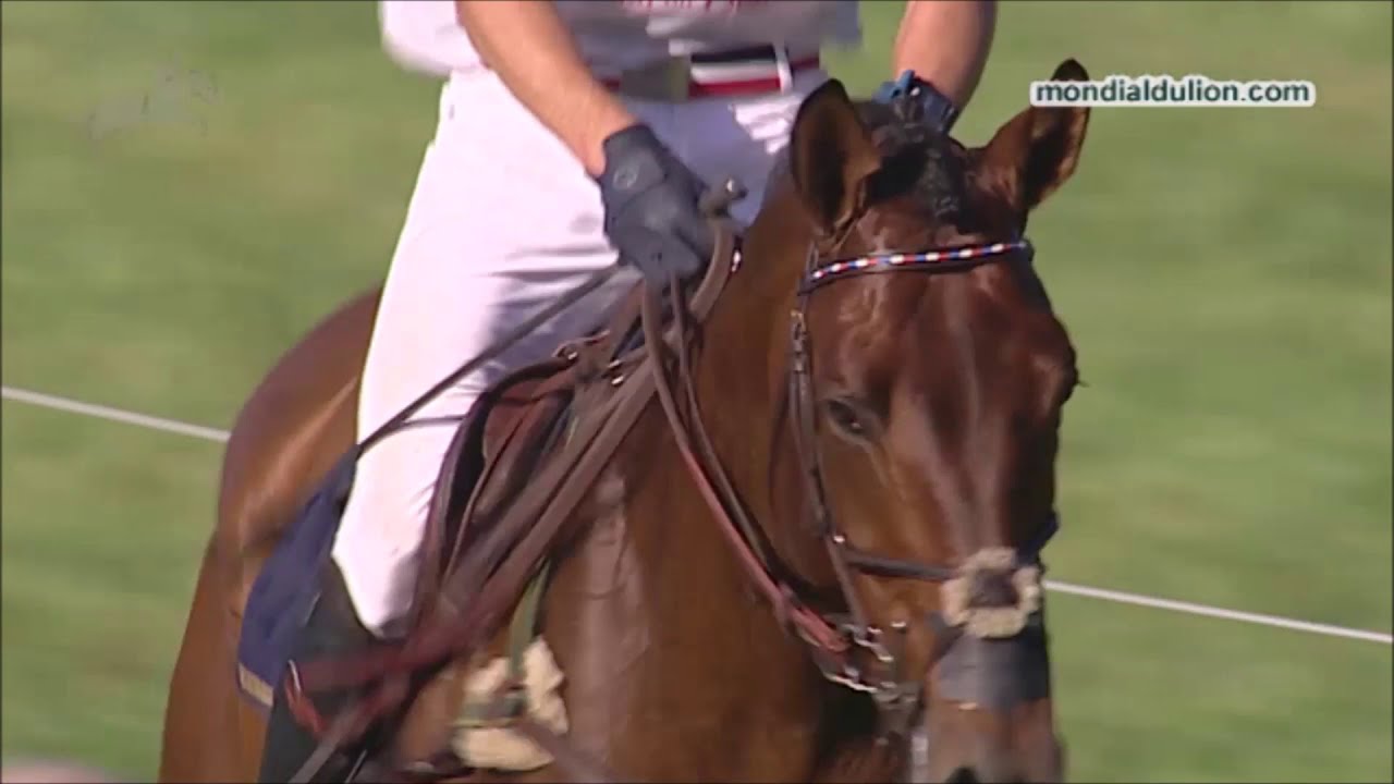 TENAREZE - Champion du Monde 7ans CCE au Mondial du Lion d'Angers - Cross