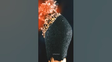 Close up of a burning match stick #maxzoom #satisfying #macro