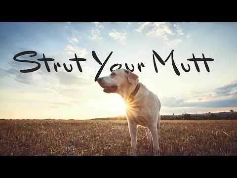 Introducing | Strut Your Mutt | Dowdle Folk Art