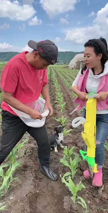 Rural Farmer use crop covers #12749