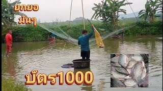 ยกยอ มันๆ บัตร 1000 บาท อ.เวียงชัย