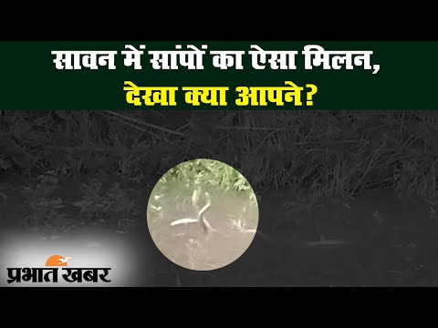 Darbhanga में दिखा सांपों का जोड़ा, मौके पर देखने वालों की लगी भीड़ | Prabhat Khabar