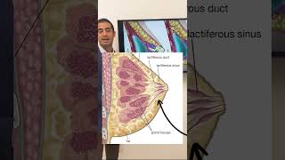 Nipple Reduction with Dr. Zuri in Miami | Zuri Plastic Surgery
