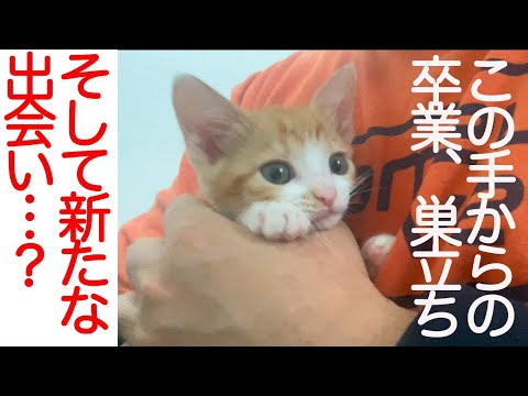 末っ子保護子猫、子猫保育園巣立ちと新たな出会い　The kitten come and go.