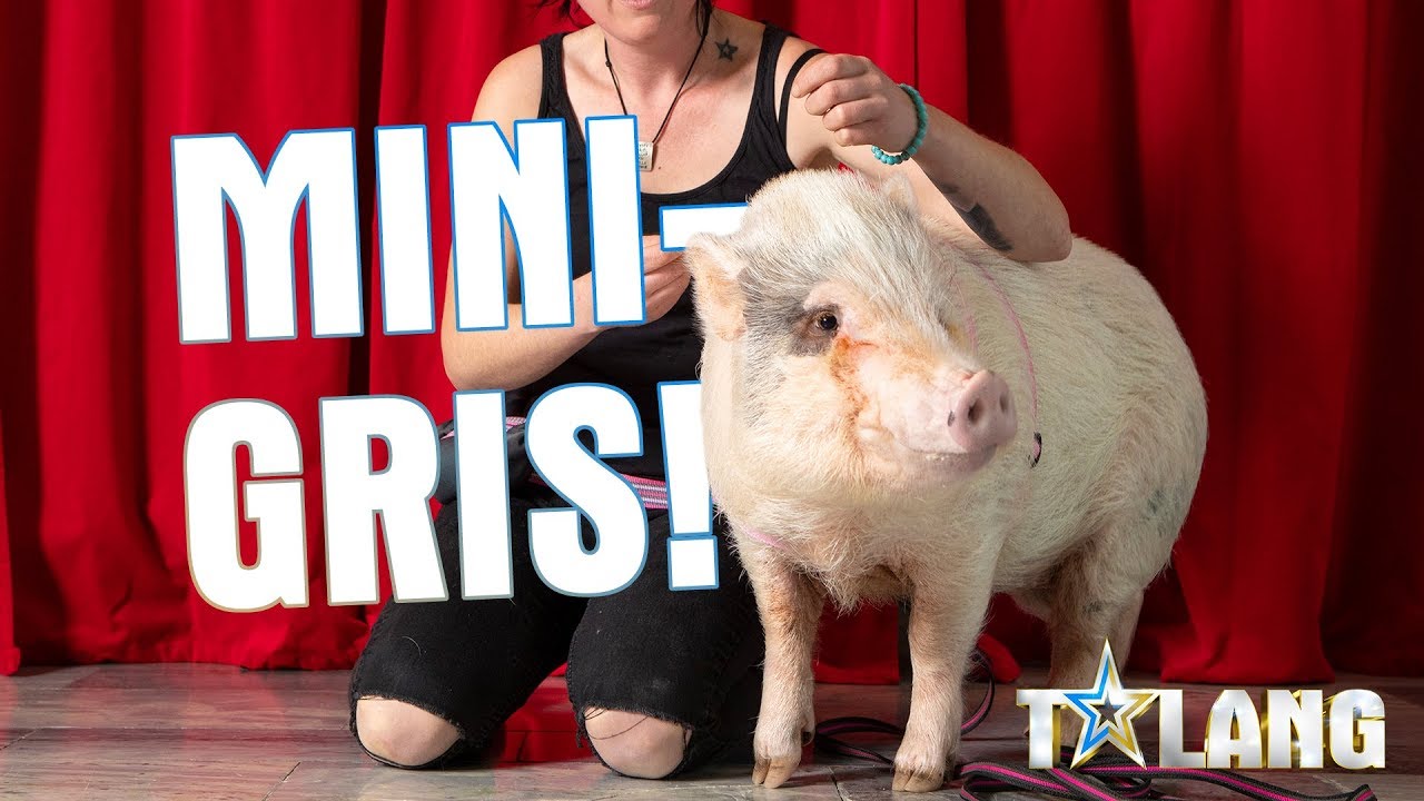 Grisen Laila visar juryn sina agility-skills i Talang 2020