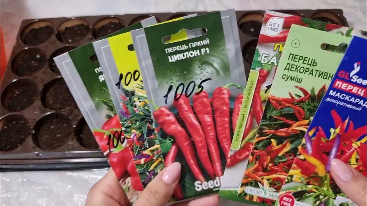 Острый перец нужно сеять раньше. Восторг от эксклюзива! - YouTube