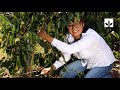 Let’s Get Climate-Smart: Why Climate Adaptation Matters - Alliance for Resilient Coffee