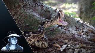 Rattlesnake Strikes In Slow Motion 02