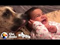 Little Girl Grows Up With Pit Bull In Sweetest Time Lapse | The Dodo Pittie Nation