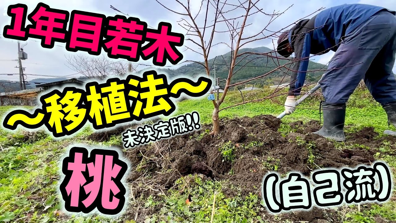 【桃🍑】一年目の若木を移植しました【6回目】佐賀県吉野ヶ里町で果樹栽培日誌