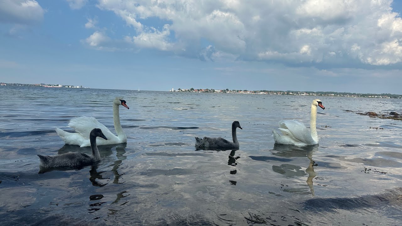 Kurdish vlog- Regayaki doru drej - bo malawa