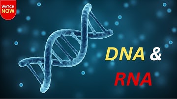 DNA vs RNA Explained | Structure, Function & Key Differences