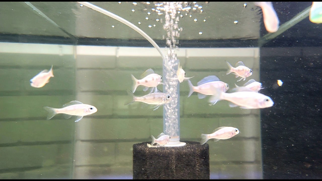 Ophthalmotilapia ventralis brightblue