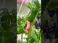 #gardening #tomatogrowing #gardeninglife